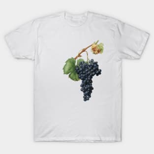 vintage grapes print T-Shirt